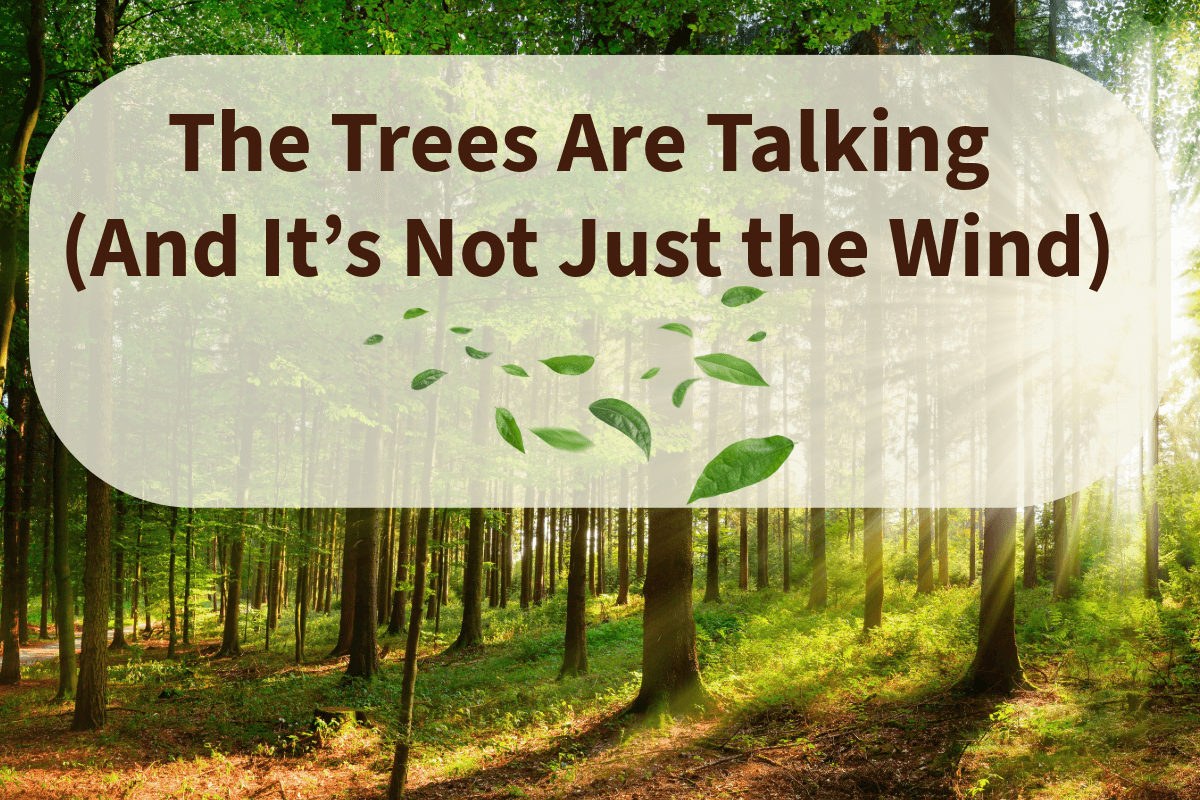 The Trees Are Talking (And It’s Not Just the Wind) – Merlin's Munchies ...